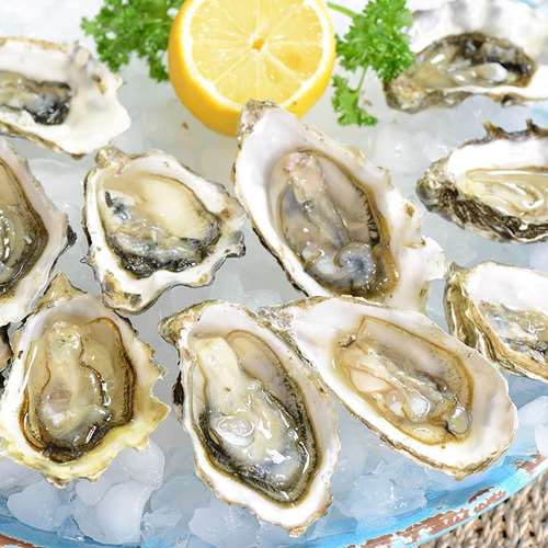 Fresh oysters on the half shell
